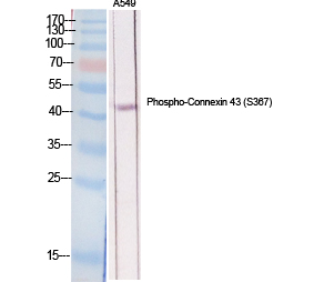 Connexin 43 (phospho Ser368) Polyclonal Antibody