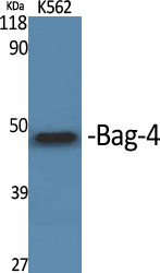 Bag-4 Polyclonal Antibody