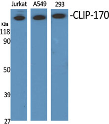 CLIP-170 Polyclonal Antibody