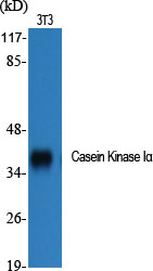 Casein Kinase Iα Polyclonal Antibody