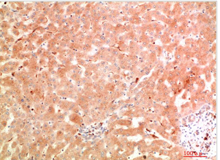 ATG5 Rabbit Polyclonal Antibody