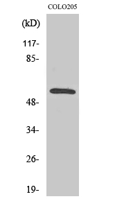 CaMKIIβ/γ Polyclonal Antibody