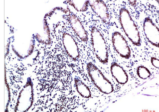 HP-1γ Mouse Monoclonal Antibody(3B9)