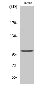 Clock Polyclonal Antibody