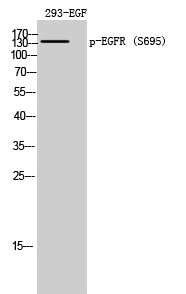 EGFR (phospho Ser695) Polyclonal Antibody