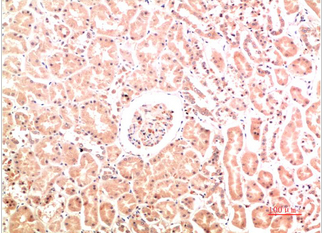 Collagen IV Mouse Monoclonal Antibody(8E5)