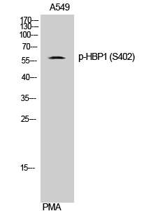 HBP1 (phospho Ser402) Polyclonal Antibody