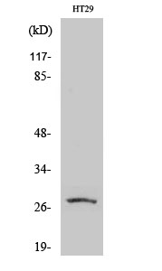 AQP0 Polyclonal Antibody