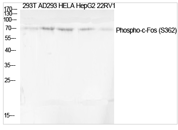 c-Fos (phospho Ser362) Polyclonal Antibody