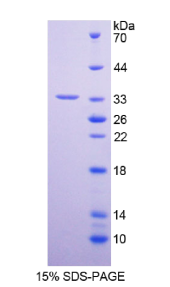 Recombinant Peptidylglycine Alpha Amidating Monooxygenase (PAM)