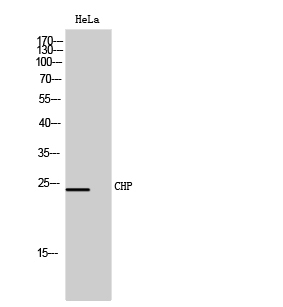 CHP Polyclonal Antibody