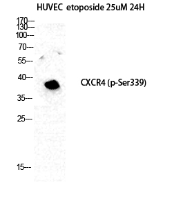 Fusin (phospho Ser339) Polyclonal Antibody