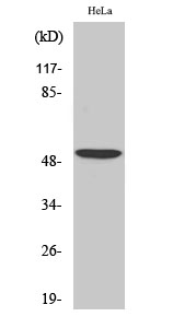 ATF-2 Polyclonal Antibody