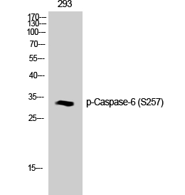 Caspase-6 (phospho Ser257) Polyclonal Antibody