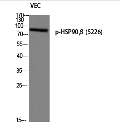 HSP90β (phospho Ser226) Polyclonal Antibody