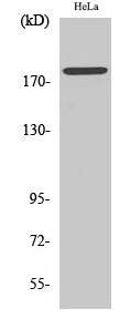 Neu (phospho Tyr877) Polyclonal Antibody