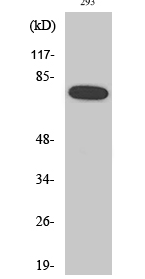 NFκB-p65 (phospho Ser468) Polyclonal Antibody
