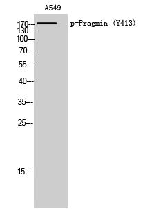 Pragmin (phospho Tyr413) Polyclonal Antibody