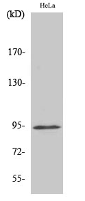 Stat6 (phospho Tyr641) Polyclonal Antibody