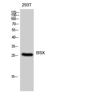 BSX Polyclonal Antibody