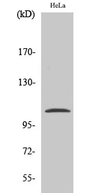 NFκB-p105 (phospho Ser932) Polyclonal Antibody