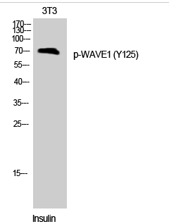 WAVE1 (phospho Tyr125) Polyclonal Antibody