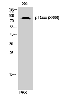 Daxx (phospho Ser668) Polyclonal Antibody