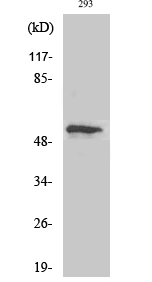 p53 (phospho Thr18) Polyclonal Antibody
