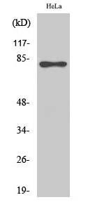 Rad17 (phospho Ser645) Polyclonal Antibody