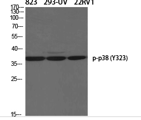 p38 (phospho Tyr323) Polyclonal Antibody