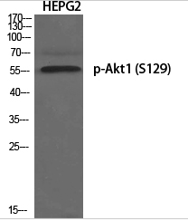 Akt1 (phospho Ser129) Polyclonal Antibody