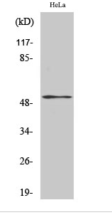 PTEN (phospho Ser370) Polyclonal Antibody