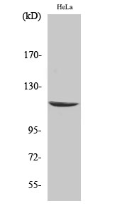 CARD 6 Polyclonal Antibody