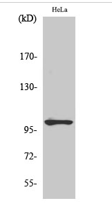 NFκB-p105 (phospho Ser907) Polyclonal Antibody