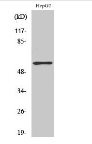 TH (phospho Ser71) Polyclonal Antibody