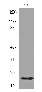 Bad (phospho Ser112) Polyclonal Antibody