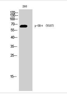 ERα (phospho Tyr537) Polyclonal Antibody