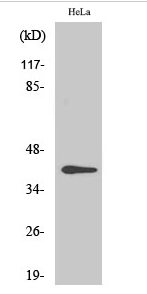 CKR-5 (phospho Ser349) Polyclonal Antibody