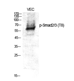 Smad2/3 (phospho Thr8) Polyclonal Antibody