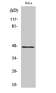 AW-1 Polyclonal Antibody