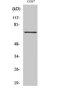 Syk (phospho Tyr525) Polyclonal Antibody