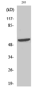 Shb (phospho Tyr246) Polyclonal Antibody