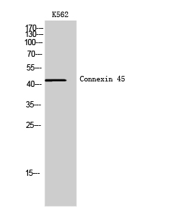 Connexin 45 Polyclonal Antibody