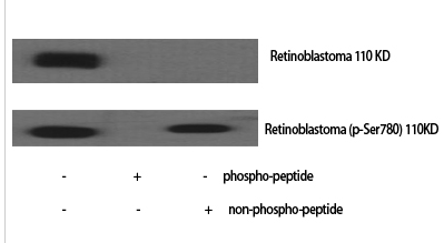 Rb (phospho Ser780) Polyclonal Antibody
