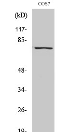 NFκB-p65 (phospho Ser529) Polyclonal Antibody