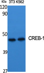CREB-1 Polyclonal Antibody