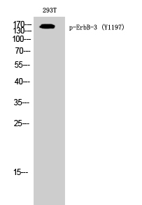 ErbB-3 (phospho Tyr1197) Polyclonal Antibody