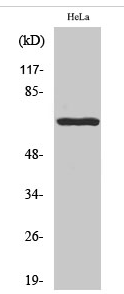 Paxillin (phospho Tyr118) Polyclonal Antibody
