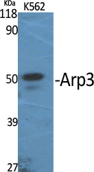 Arp3 Polyclonal Antibody
