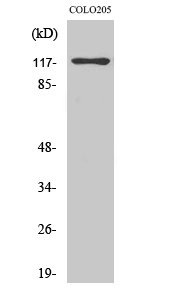 C/EBP ζ Polyclonal Antibody